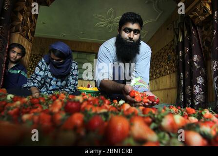 Srinagar, Jammu e Kashmir, India. 16 maggio 2020. SRINAGAR, KASHMIR, INDIA-MAGGIO 16: Un contadino Kashmiri che mostra le fragole raccolte di recente all'interno della sua casa alla periferia di Srinagar il 16 maggio 2020.The agricoltori dicono che stanno trovando in difficoltà a vendere il loro raccolto come il blocco ha preso un pesante tributo sul raccolto di quest'anno. Credit: Faisal Khan/ZUMA Wire/Alamy Live News Foto Stock