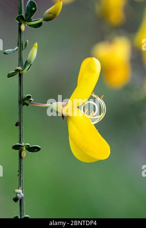 Vista laterale dettaglio del fiore giallo di una scope comune, scotch scoparius (Sarothamnus scoparius o Citisus scoparius) su uno sfondo verde naturale. Foto Stock