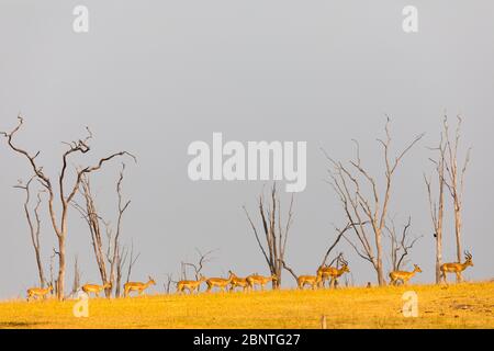 Impala nel Parco Nazionale di Matusadona, Zimbabwe Foto Stock