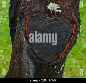 Contrassegno a forma di cuore nero sul tronco dell'albero dopo la rimozione del ramo Foto Stock