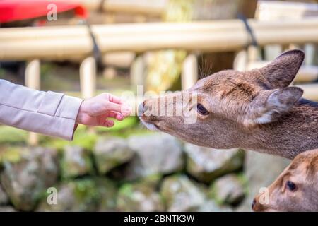 Una mano di donna che alimenta il cibo ai cervi nel parco Foto Stock