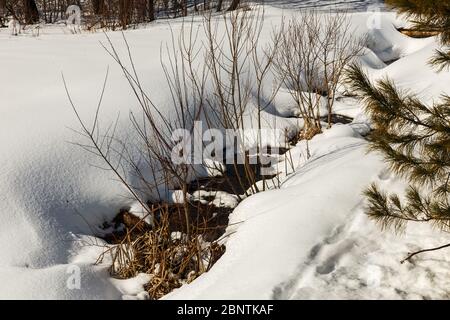 La neve si scioglie al sole in primavera. Tra le nevicate è visibile una puddle nella foresta primaverile. Foto Stock