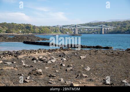 Una delle vecchie mura di trappola del pesce nel Menai Strait sulle rive di Anglesey con la sospensione Menai ponte costruito da Thomas Telford in lontananza Foto Stock