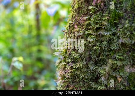 Immagine in primo piano del muschio che cresce sull'albero in boschi di foresta pluviale Foto Stock