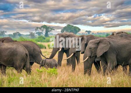 Un gregge di elefanti africani femminili (Loxodonta africana) protegge un giovane vitello mentre camminano attraverso il bellissimo paesaggio della Regina Elisabetta N.P. Foto Stock