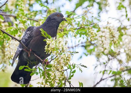 Pigeon seduto su un ramo, albero di locuste nero Foto Stock