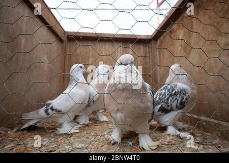 Uccelli in gabbie in vendita al mercato degli uccelli, Istanbul Turchia Foto Stock