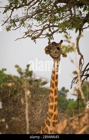 Giraffa endemica Rhodesiana nel Parco Nazionale di Luangwa Sud, Zambia Foto Stock