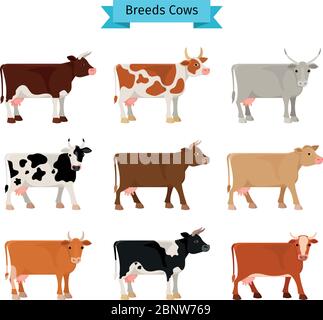 Icone di mucca piatta. Vacche vettoriali di colori diversi Illustrazione Vettoriale