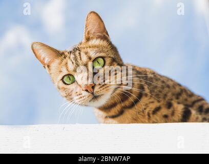 Una vista ravvicinata e ad angolo basso di un gatto bengala pedigree con splendidi occhi verdi e pelliccia a strisce che guarda in basso da un luogo alto con lo sk blu Foto Stock