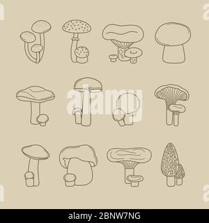 Funghi vettoriali per disegno manuale di ricette e icone di menu Illustrazione Vettoriale