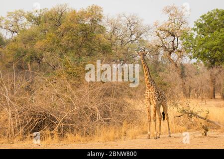 Giraffa endemica Rhodesiana nel Parco Nazionale di Luangwa Sud, Zambia Foto Stock