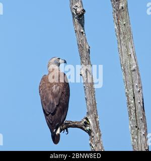 Aquila di pesce a testa grigia (Haliaetus ichthyaetus), arroccata in un albero morto, Parco Nazionale di Uda Walawe, Sri Lanka. Foto Stock