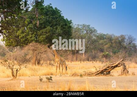 Giraffe Rhodesiane nel Parco Nazionale di Luangwa del Sud Foto Stock