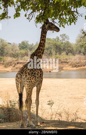 Giraffe Rhodesiane nel Parco Nazionale di Luangwa del Sud Foto Stock