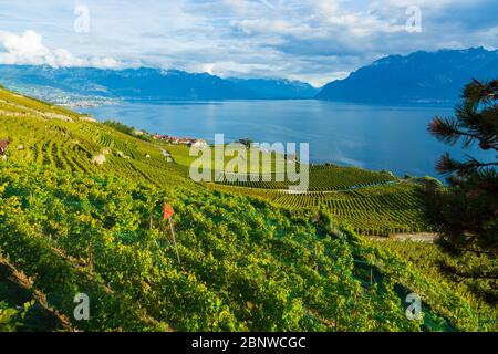 Lavaux, Svizzera: Il Lago di Ginevra e il paesaggio delle Alpi svizzere visto dalle tarraces dei vigneti di Lavaux nel Canton Vaud Foto Stock