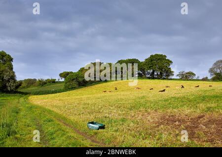 Immagine di campi agricoli con una pista di trattore e mucche pascolano in un prato al sole di primavera. Foto Stock