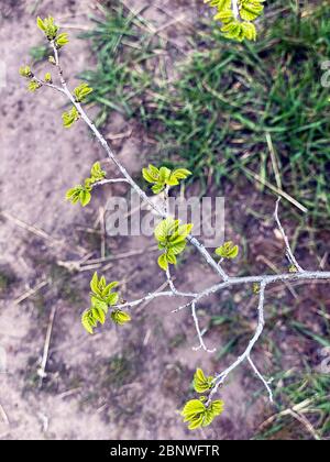 Foglie verdi fresche sui rami da mettere fuori foglie fresche - Bud o Sprout - su albero in background natura Foto Stock