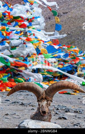 Cervo al passo la Ken la o passo Laken a 5190 metri sulla strada per il remoto lago Nam Tso Tibet. Namtso Lago Tibet Cina. Bandiere di preghiera accanto alla b Foto Stock