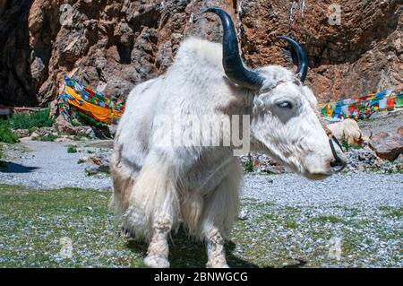 Bianchi yak nel lago di Nantso o lago di Nam tso in Tibet Cina. Il lago Nam Tso è il secondo lago più grande del Tibet, e uno dei luoghi più famosi del Foto Stock