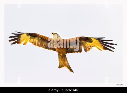 Red Kite, Milvus Milvus, grande uccello di preda, che si inasprire sulla campagna del Bedfordshire, Regno Unito. Foto Stock