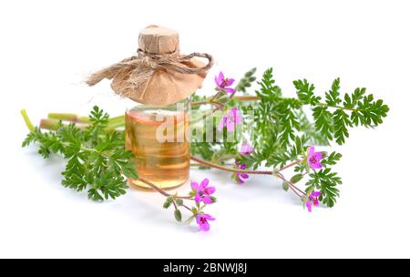 Erodium cicutarium, conosciuto anche come filaree di redstem, il conto di cicogna di redstem, il conto di cicogna comune o pinweed Foto Stock