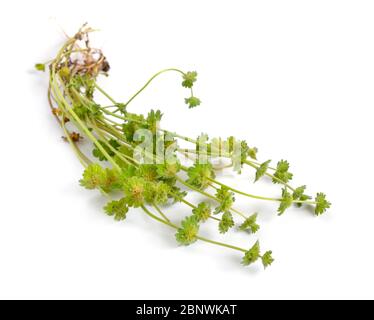 Lamium amplexicaule, comunemente noto come henbit dead-ortica, henbit o più grande henbit. Isplated Foto Stock