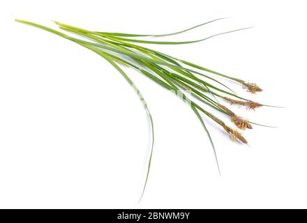 Carex o veri sedini, caricologia. Isolato su sfondo bianco Foto Stock