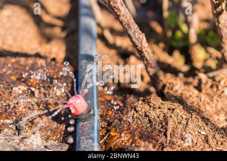 Impianti sprinkler, irrigazione a goccia, irrigazione prati. Primo piano del sistema di irrigazione a goccia. Sistema di irrigazione a goccia a risparmio d'acqua utilizzato in un organico Foto Stock