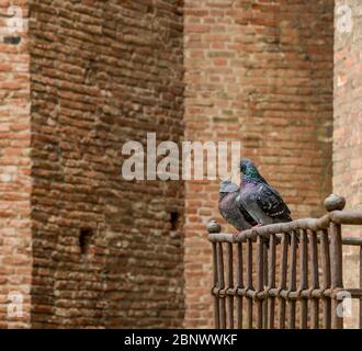 Coppia di Pigeoni di legno comune (Columba Palumbus) appollaiati sul balcone di Castelvecchio a Verona, Italia settentrionale Foto Stock