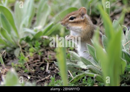 Chipmunk orientale (Tamias striatus) nel giardino Foto Stock