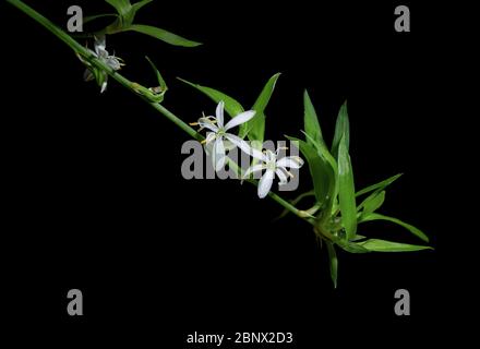 Due fiori bianchi di comosum clorofitici in una lunga e ramificata infiorescenza. Ogni fiore ha sei cucchiai da tè a tre veli. Tutto su sfondo nero Foto Stock
