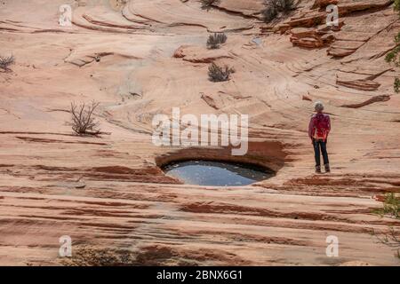 Le numerose piscine 'Trail' nel Parco Nazionale di Zion, Utah. Foto Stock