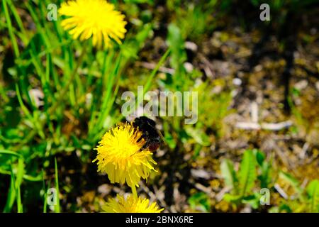 bumblebee su dente di leone giallo, primo piano Foto Stock