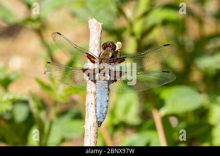 Dragonfly Chaser maschile di corpo largo (Libellula depressa) durante maggio, Regno Unito Foto Stock
