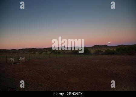 Luna sorge su una fattoria di pecore, il Karoo, Sudafrica Foto Stock