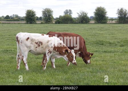 Holstein Frisian bestiame da latte, bruno e bianco bestiame pascolo Foto Stock