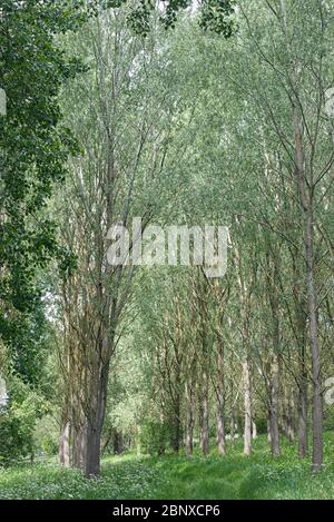 Alberi che crescono in campagna Foto Stock