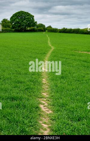 Il sentiero Shropshire Way attraverso un campo vicino a Ludlow, Shropshire Foto Stock