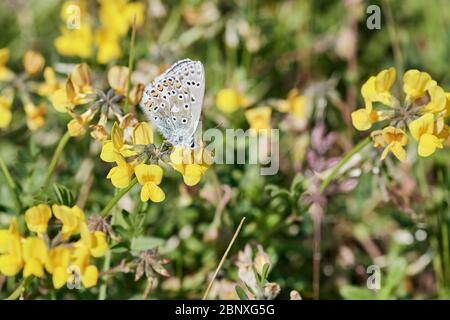 Farfalla blu comune (Polyommatus icarus) seduta su un fiore giallo in habitat erboso Foto Stock