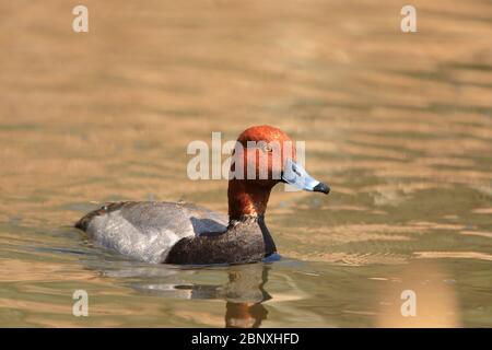 Anatra maschile rosso Aythya americana nuoto da solo Foto Stock