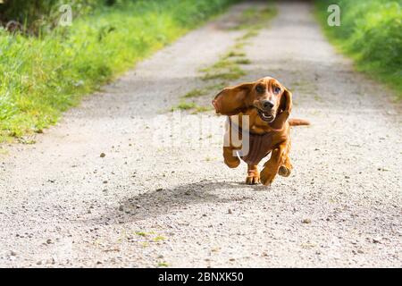 Un cane basset con lunghe orecchie floppy viene in esecuzione e ha un aspetto divertente Foto Stock