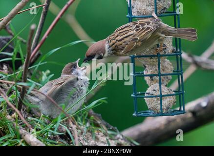 Marktoberdorf, Germania, 14 maggio 2020. Il bambino sparrows l'alimentazione. Foto d'archivio © Peter Schatz / Alamy Foto Stock