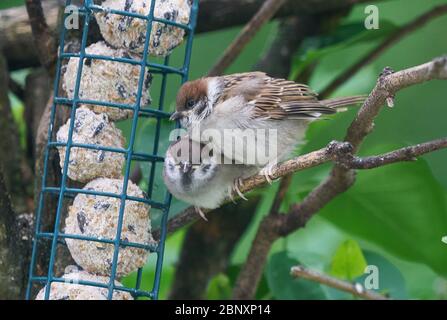 Marktoberdorf, Germania, 14 maggio 2020. Il bambino sparrows l'alimentazione. Foto d'archivio © Peter Schatz / Alamy Foto Stock