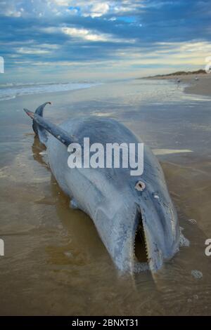 Cadavere di un delfino su una spiaggia nel parco nazionale di South Padre Island in Texas, Stati Uniti. Animali marini uccisi da bracconieri di pesca illegali o da inquinamento Foto Stock