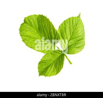 Foglia di lampone. Foglie verdi di lampone isolate su sfondo bianco Foto Stock