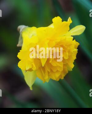 Un daffodil storico, Telamonius plenus, nel terreno di piacere dell'Appuldurcombe Park, un paesaggio progettato da Capability Brown Foto Stock