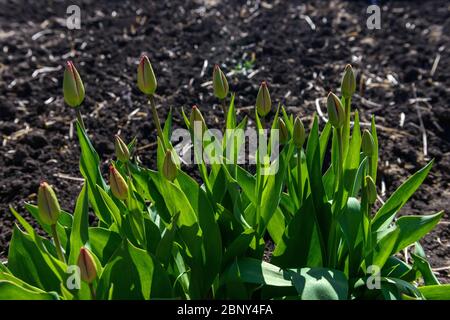 Erba verde. Primo piano di erba verde brillante che tende a un soffio di vento. Primo piano astratto con profondità di campo poco profonda. Foto Stock