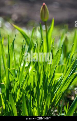 Erba verde. Primo piano di erba verde brillante che tende a un soffio di vento. Primo piano astratto con profondità di campo poco profonda. Foto Stock