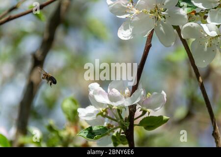 ape in mela fiore impollinante mela albero in primavera fiore giardino. ape raccolta nettare polline miele in mela fiori albero. Foto Stock